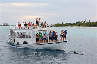 Holidaymakers on an excursion boat watching dolphins