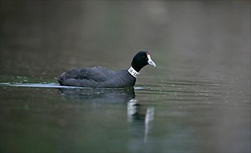 Red-knobbed Eurasian Coot adult