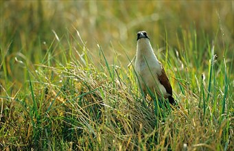 Senegal Spur-winged Cuckoo