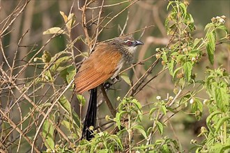 White-brown coucal