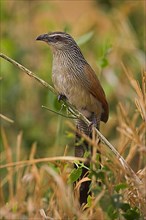 White-browed Coucal