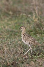 Two-banded double-banded courser