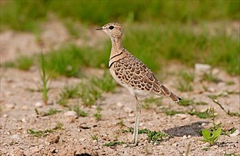 Double-banded courser