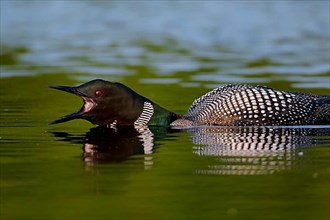 Great Northern great northern loon