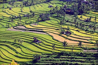Rice fields and rice terraces