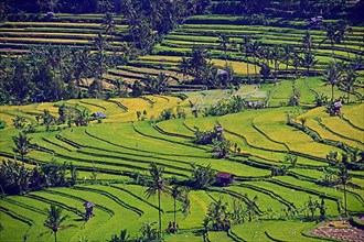 Rice fields and rice terraces
