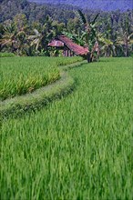Rice field in Central Bali