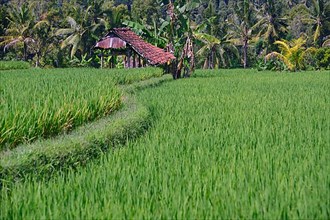 Rice field in Central Bali