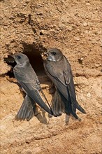 Two sand martins
