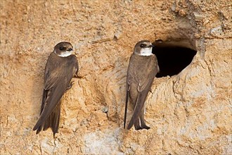 Two sand martins