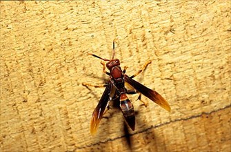 South American wrinkled wasp