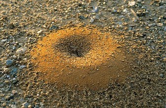 Desert Ant Nest
