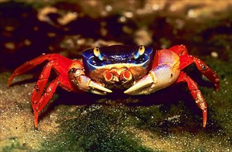 Harlequin Crab