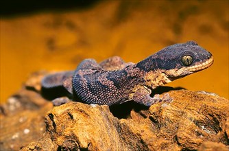 African ribbon velvet gecko