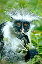 Zanzibar Stubby Monkey