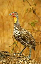 Yellow-throated Francolin
