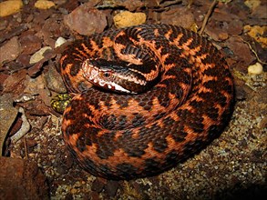 Orlov viper