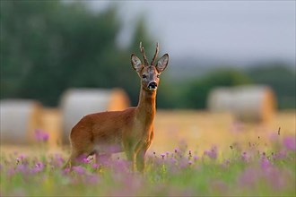 European european roe deer
