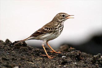Canary Pipit