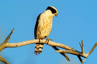 Laughing Falcon