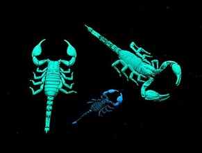 Fluorescent scorpions