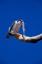 Collared Pygmy Falcon