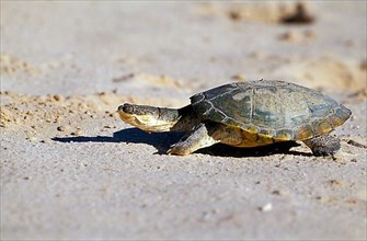 Pelomedusan turtle