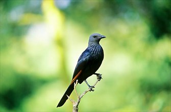 Pale-winged Starling