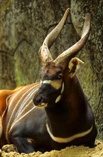 Bongo antelope