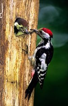 Middle Spotted Woodpecker at breeding hole
