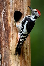 Middle Spotted Woodpecker at breeding hole