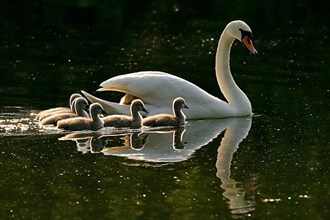 Mute swan with young birds