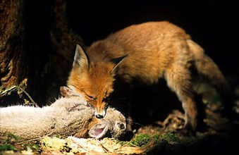 Red fox with captured rabbit