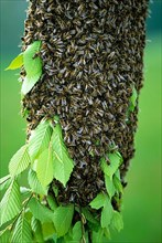Honey bee cluster