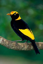 Yellow-naped Bowerbird