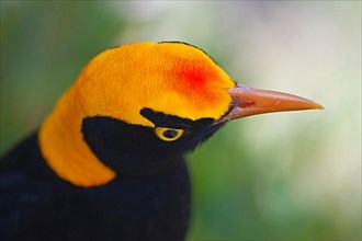 Yellow-naped Bowerbird