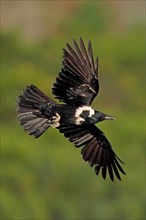Corvus pectoralis