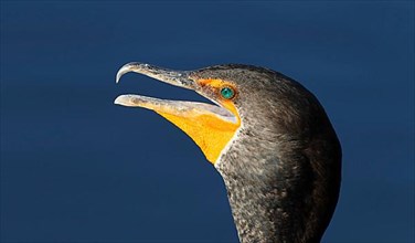 Double-crested cormorant
