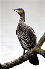 Great great cormorant