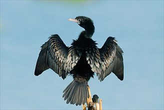 Lesser little cormorant