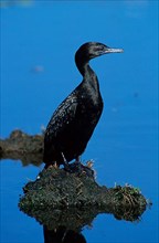 Lesser Black little black cormorant