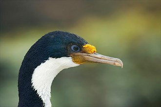 Blue-eyed cormorant