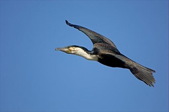 Adult white-breasted cormorant