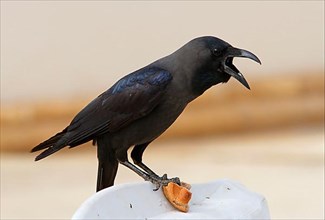 House crow