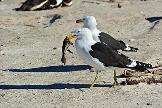 Cape gull