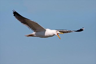 Adult lesser black-backed gull