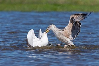 Adult great black-backed gull