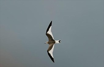 Sabine's Gull