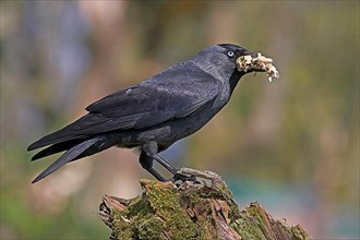 Western jackdaw
