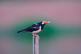 Asian pied piper asian pied starling